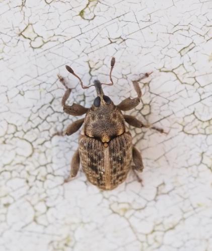 Réf. 250 834 : Coryssomerus capucinus